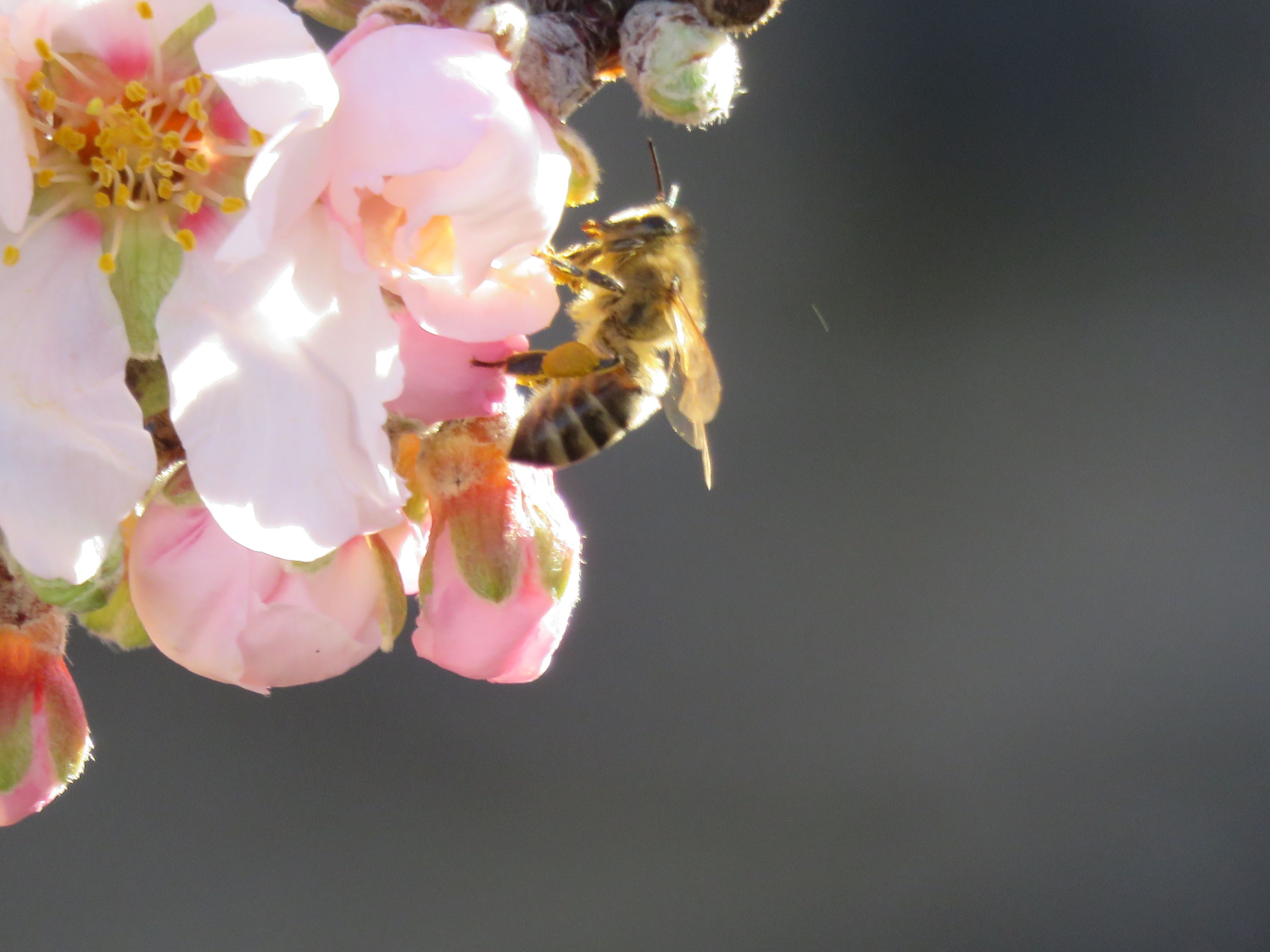 beautiful_bee Inspiring bee photograph, inspiring quote maya angelou