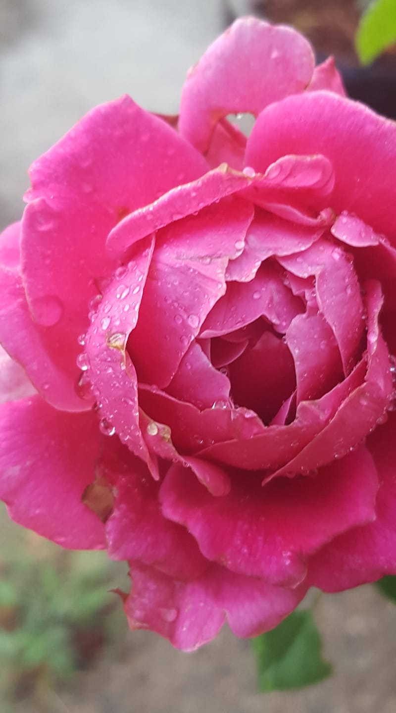 inspirational piece about life - pretty lady rose
