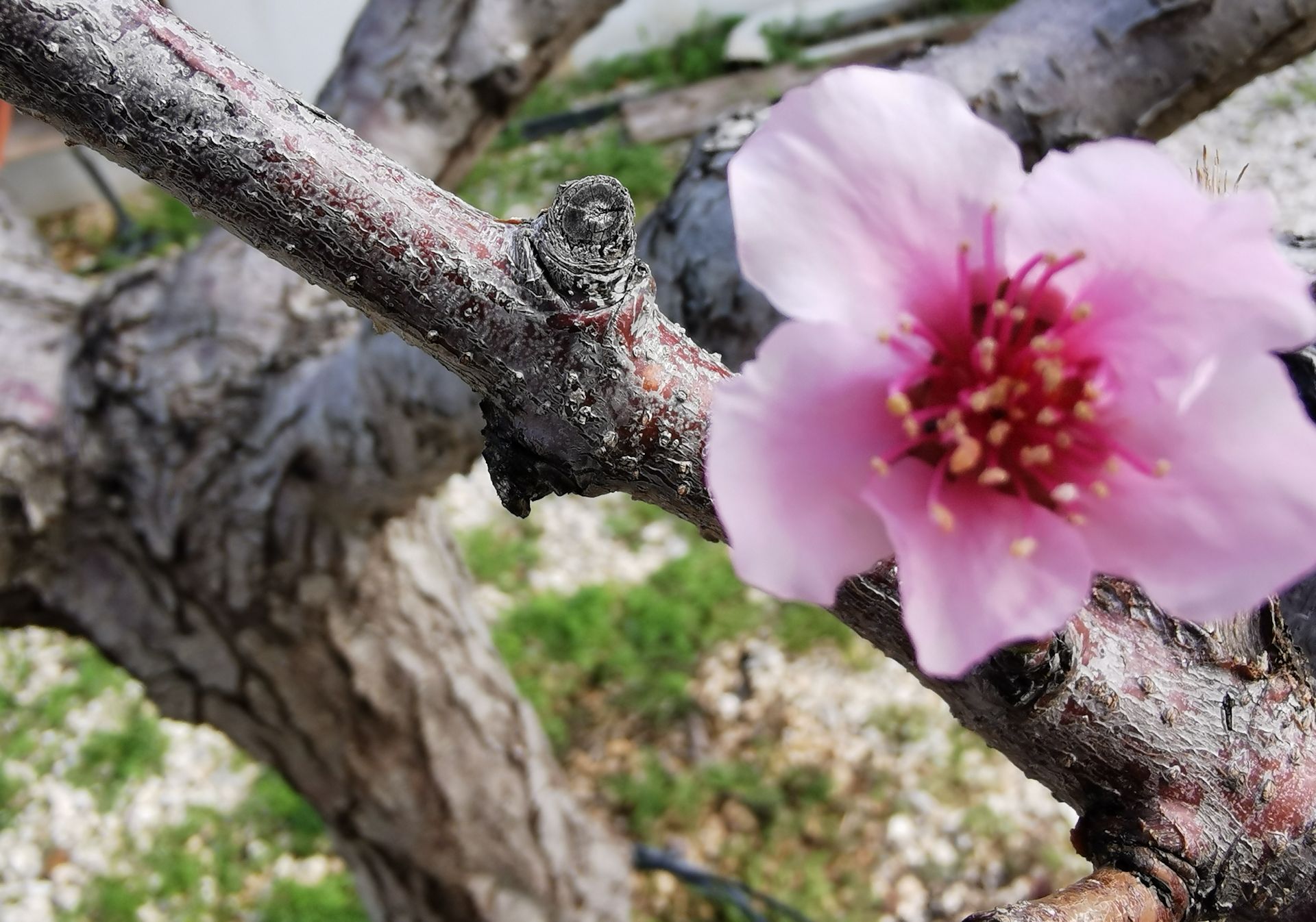 Promise of a Peach Blossom  Inspiring Life Lesson from My Spring