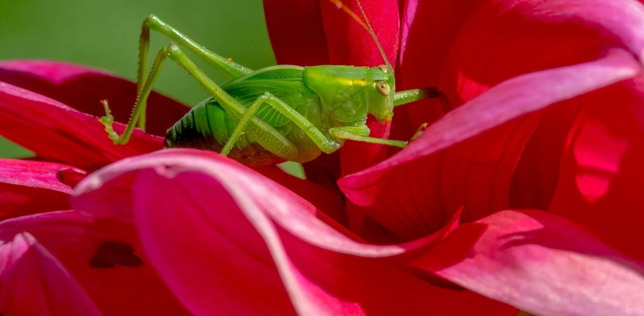 nature-connect-story-katydid