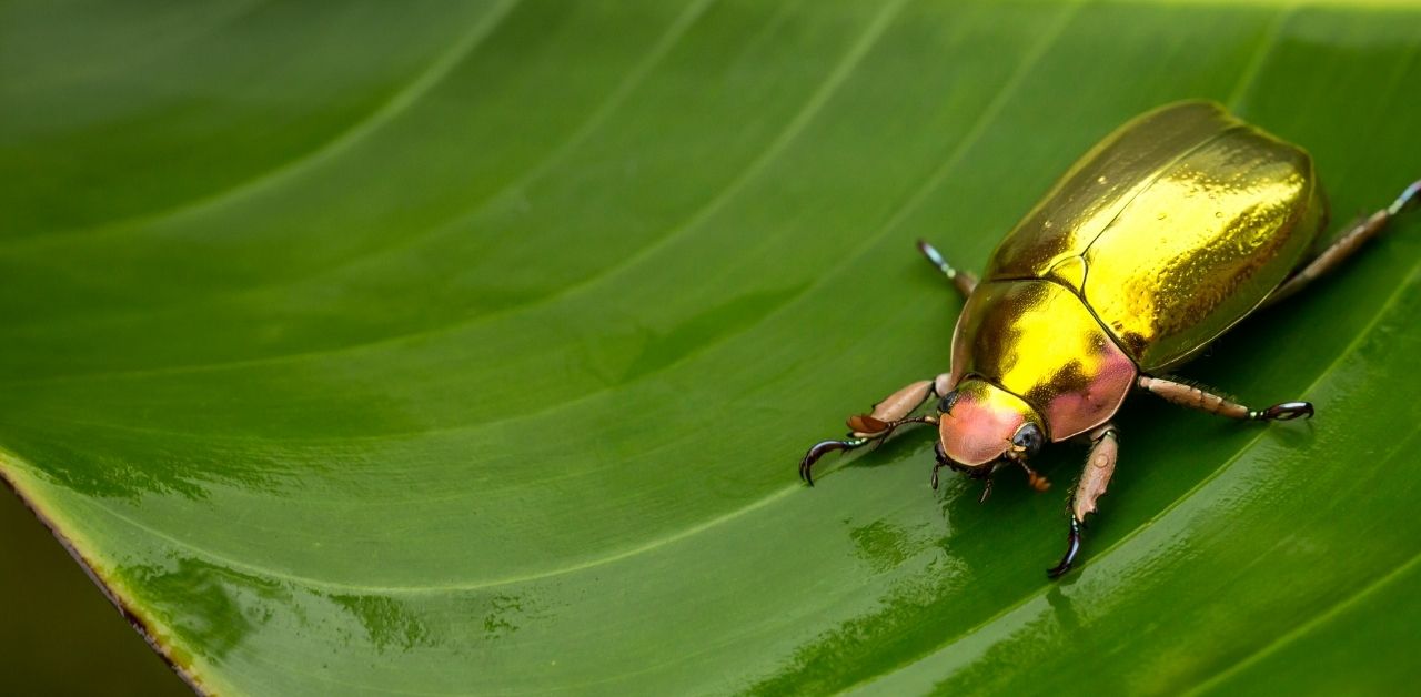 nature-speaks-to-us-golden-beetle