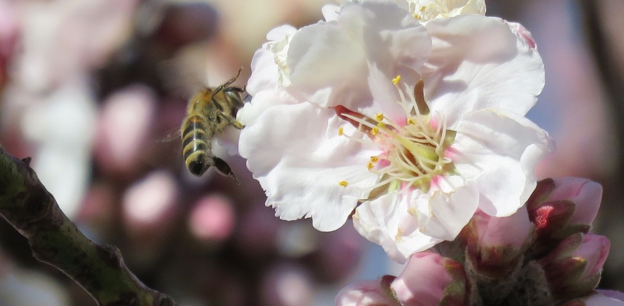 prayer-of-the-almond-tree