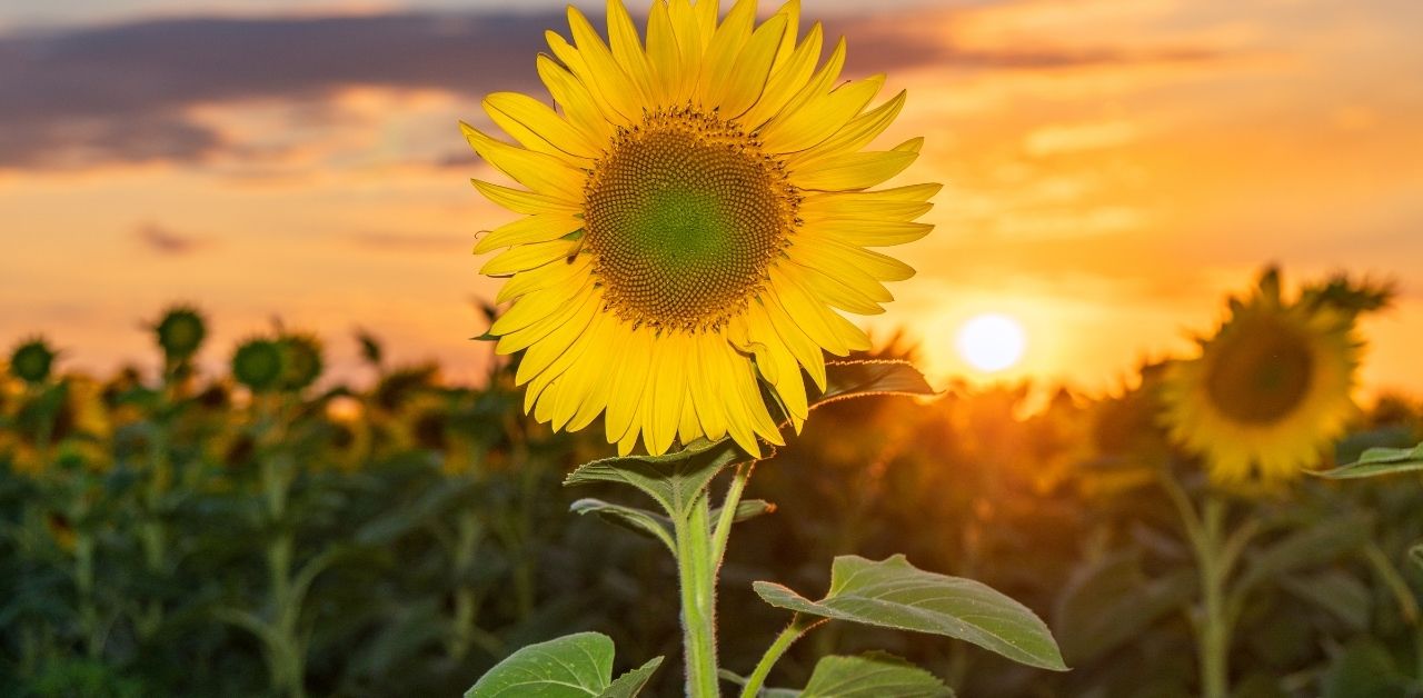 dream-of-sunflowers