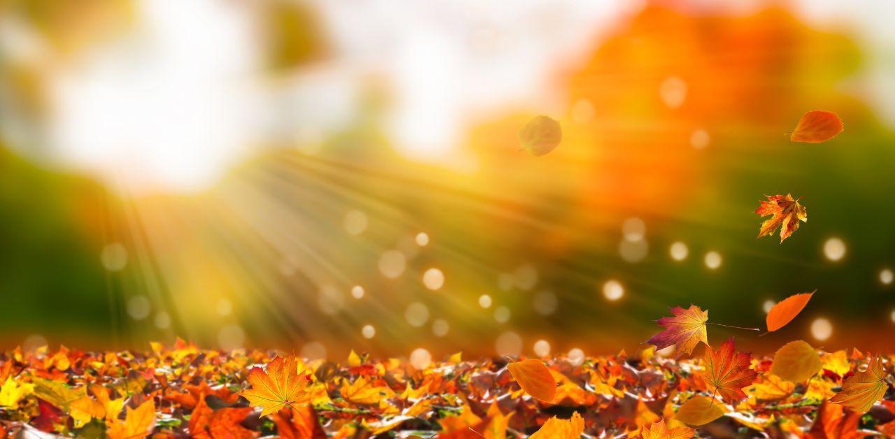 autumn leaves with light filtering through - a space for reflection and letting go