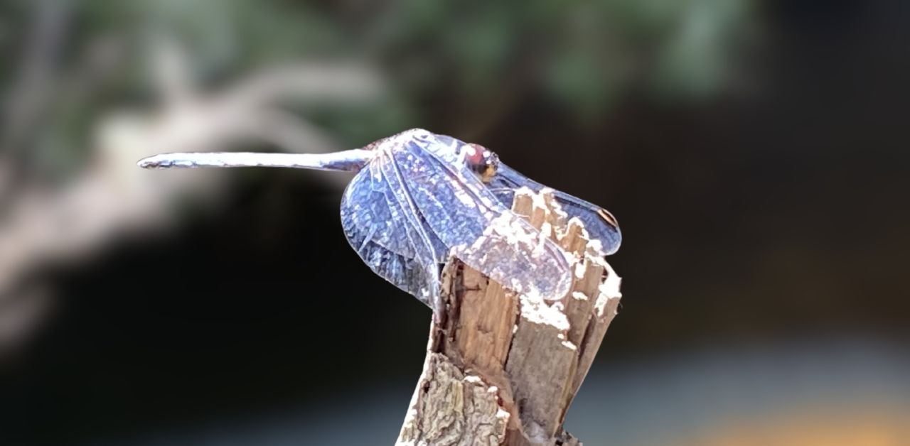 Dragonfly resting on a wooden branch above still water, capturing a quiet moment in nature