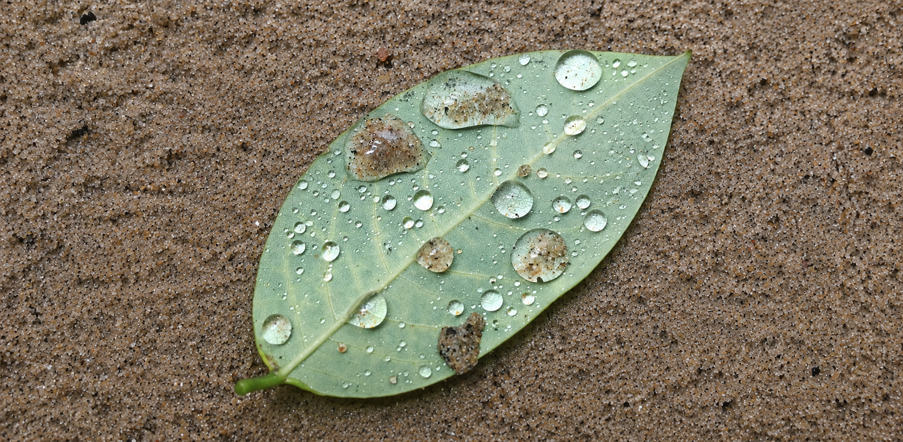 Close-up of a rain-covered leaf resting on wet sand, with light reflecting through water droplets during a stormy season in Vietnam.