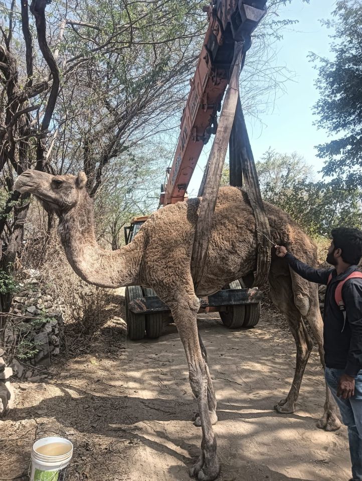Animal Protection Society Camel Rescue